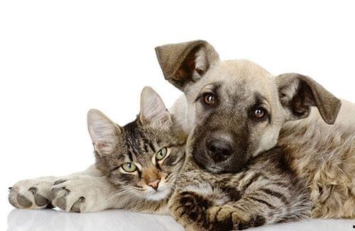 相扑猫吃瓜视频大全免费观看,免费观看视频大全，萌态十足！